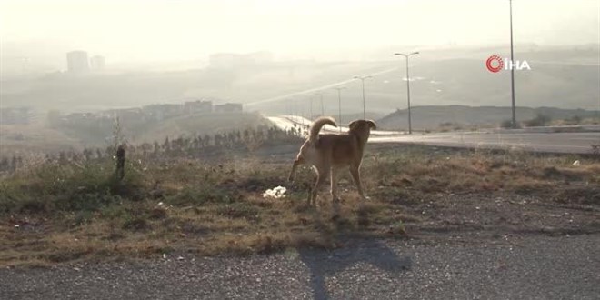Başkentteki başıboş köpekler, çevre sakinlerini tedirgin ediyor