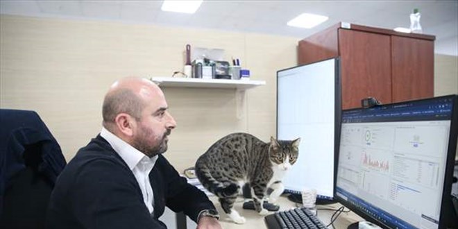 Üniversite çalışanları 15 kediyle aynı ofisi paylaşıyor