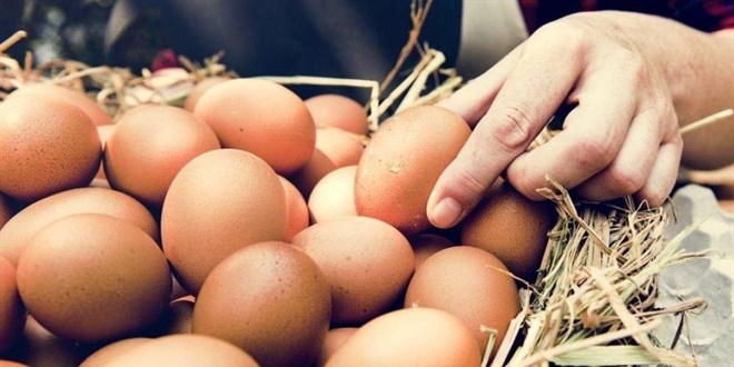 Tedbir alınmazsa yumurta üreticileri batacak