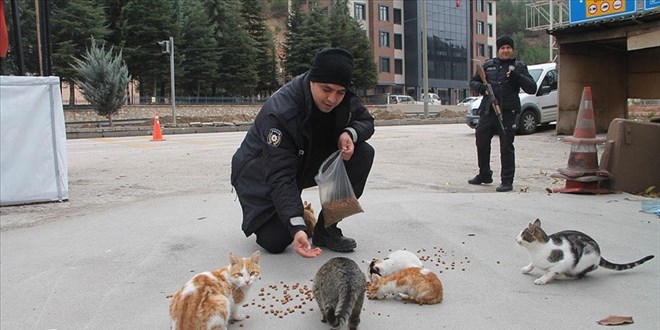 Uygulama noktasına sığınan kediler polislerin dostu oldu