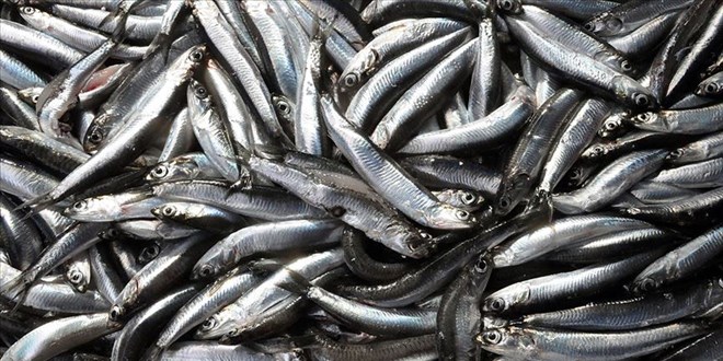 Hamsi tezgahları doldurdu, fiyatı 10 TL'ye kadar düştü
