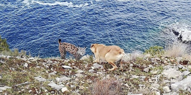 Van Gölü sahilinde vaşak görüntülendi