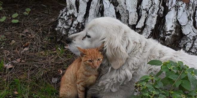 Ordu'da kedi ile köpeğin dostluğu görenleri şaşırtıyor