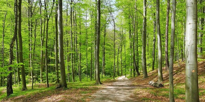 Ormanlık alanlarda kamu yararı ve zorunluluk halinde bazı tesislere izin verilecek