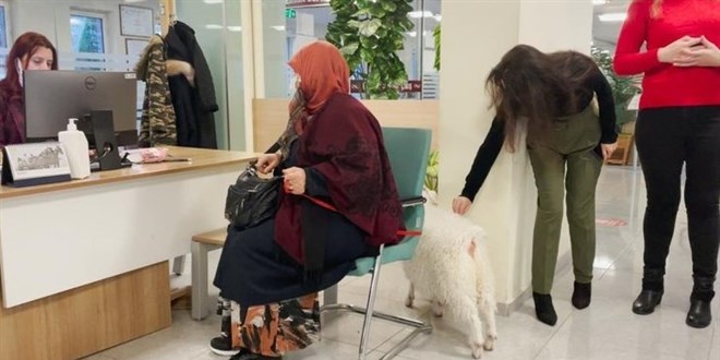Keçi sahibiyle birlikte vergi yatırmaya geldi