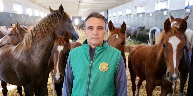 Arif Çavuş, taylara adeta evladı gibi ihtimam gösteriyor