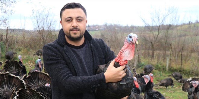 Kandıralı hindi üreticisinin yılbaşı mesaisi erken başladı