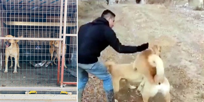 Köpek dövüşüne 2 bin 400 lira ceza