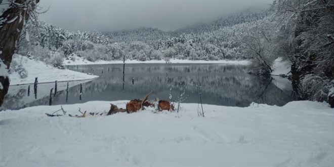 Yürüyüş yapan iki kişinin üzerine ağaç parçası düştü: 1 ölü 1 yaralı