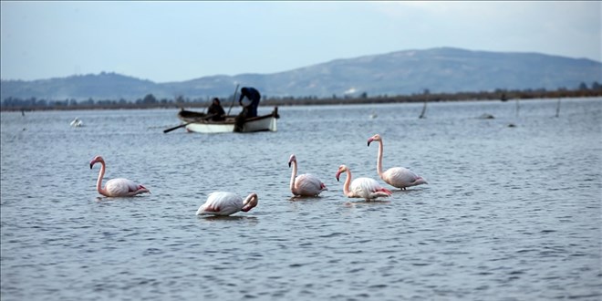 Yağmurlar, kuraklığın etkilediği Bafa Gölü'ne yaradı
