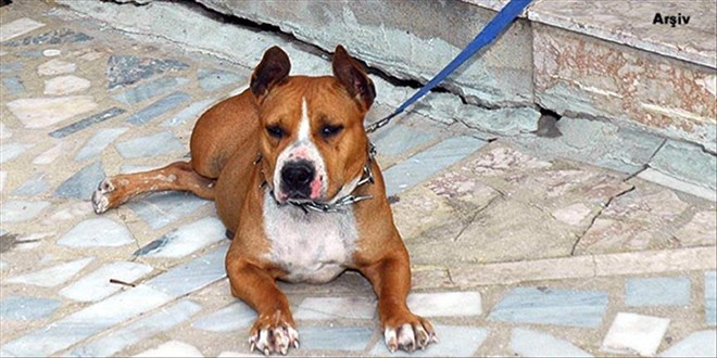 Yargıtay'dan 'pitbull saldırısı' kararı: 500 liralık ceza bozuldu