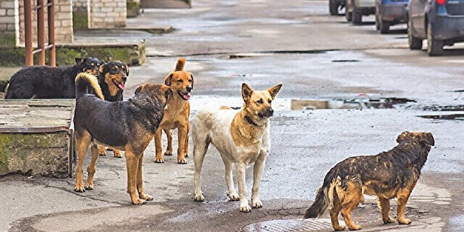 14 Ocak tarihine dikkat: Sokak köpeği artabilir