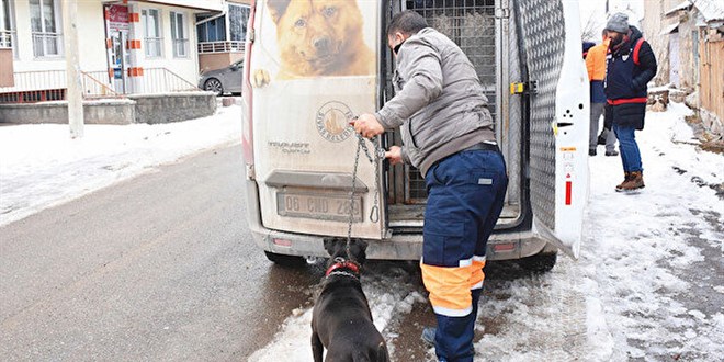 Köpeklerini sokağa bırakıyorlar: 14 Ocak yaklaştıkça sayı artıyor