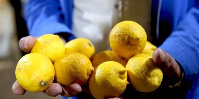 Limonda beklenen tehlike: Seneye bulamayabiliriz
