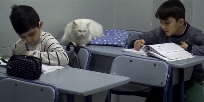 Köpeklerin yaraladığı sokak kedisine, öğrenciler sahip çıktı