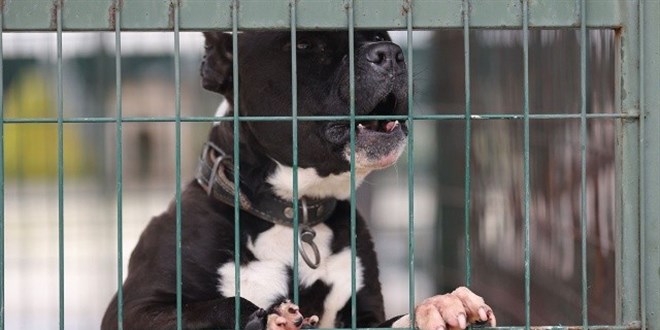 Barınaklar doldu: Yasaklı köpekleri terk eden edene