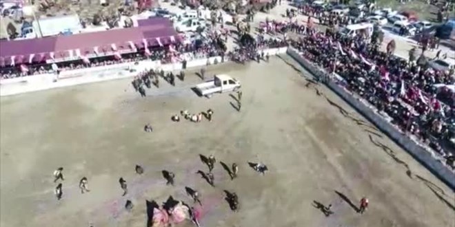 Muğla'daki deve güreşi festivaline yoğun ilgi