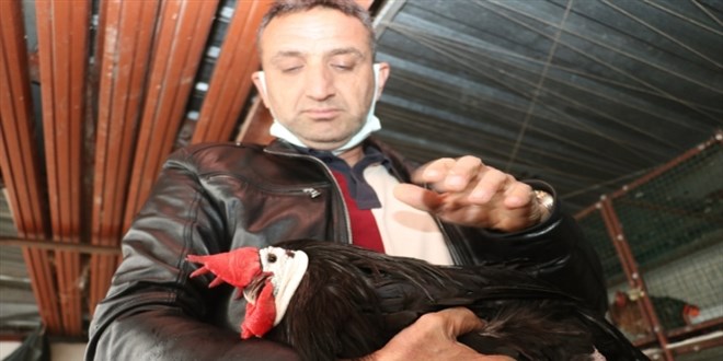 Hobi amaçlı başladığı yetiştiricilikte yurt dışından talebe yetişemiyor