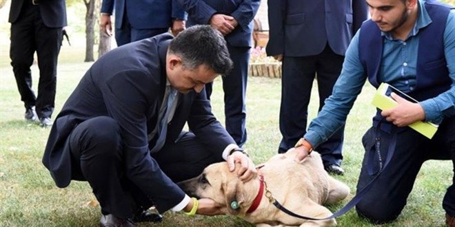 Bakan Pakdemirli: Sahipsiz köpekleri uyutmaya karşıyız