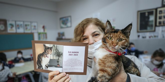 Kedi Karamel'e özel karne