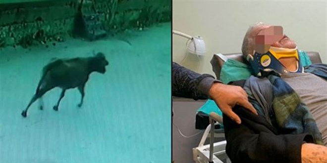 'Bayramda kaçan danalara çok gülerim' dedi, arabasına dana çarptı