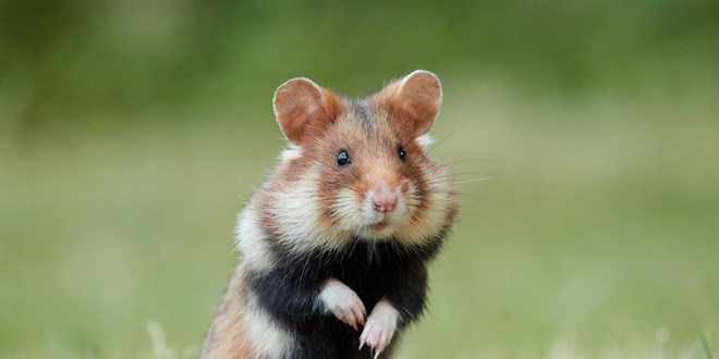 Kovid-19 hamsterlardan insanlara bulaşabiliyor