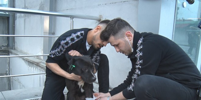 Sahipsiz pitbull köpek sokak köpeğiyle boğuştu