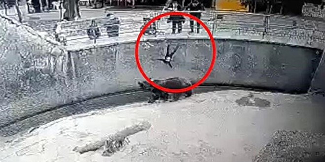 Çocuğunu ayının önüne attı