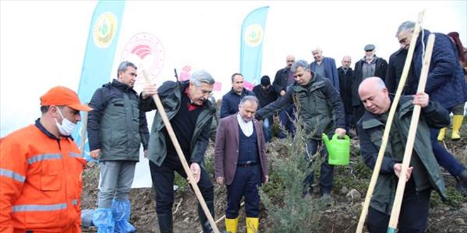 Hatay'da yangından zarar gören ormanlık alanlar ağaçlandırılıyor