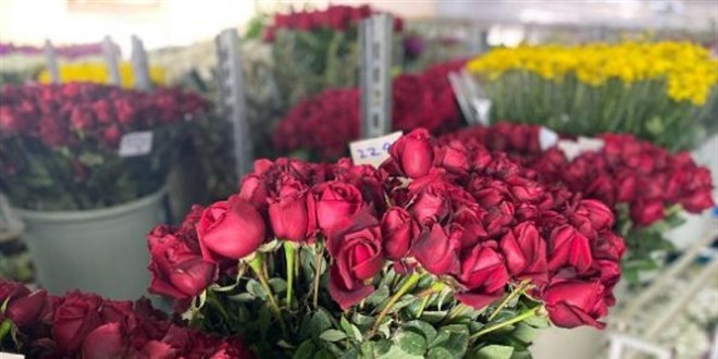 Sevgililer Günü'nde yaklaşık 5 milyon gül satışı bekleniyor