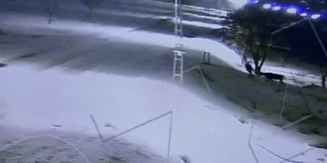 Erzincan'da 2 hırsız çalmaya çalıştıkları dananın gazabına uğradı