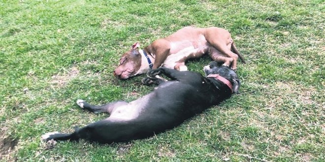 Pitbulllar, kendilerine dolaştıran sahiplerine saldırınca tabancayla vuruldular