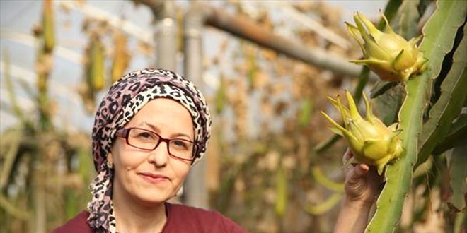 Girişimci kadın tropikal meyve 'pitaya'yı serada yetiştiriyor