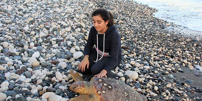 Mersin'de ölü caretta caretta sahile vurdu