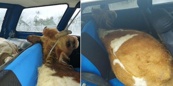 Çaldığı ineği, otomobilin arka koltuğuna sakladı!