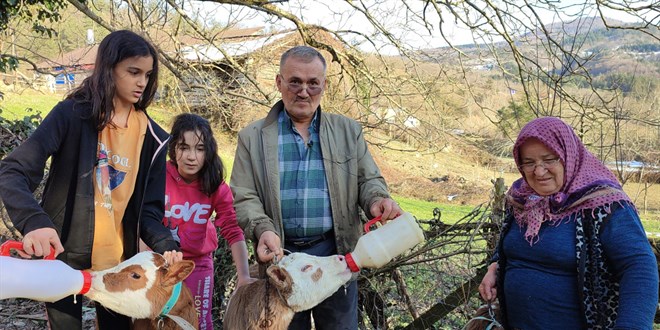 Üçüz doğan buzağılarına bebek gibi bakıyorlar