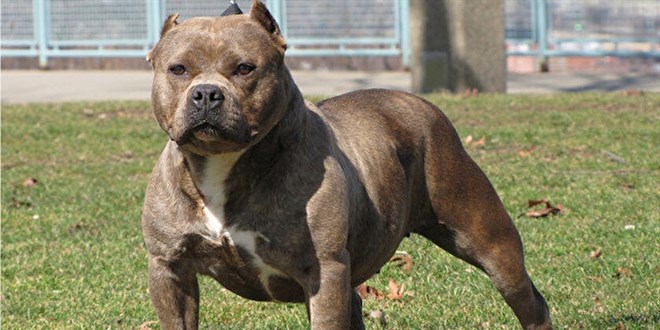 Sahibinin işaretiyle 2 kişiye saldıran pitbull 'silah' sayıldı