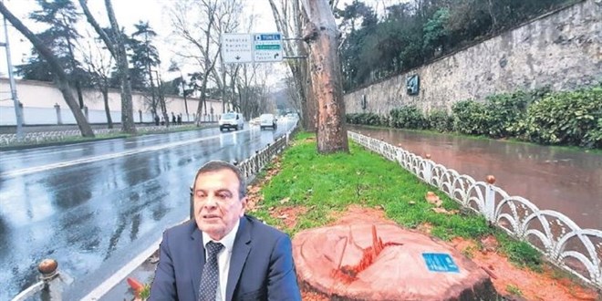 Çevre dernekleri çınar katliamına sessiz: Neredesınız!