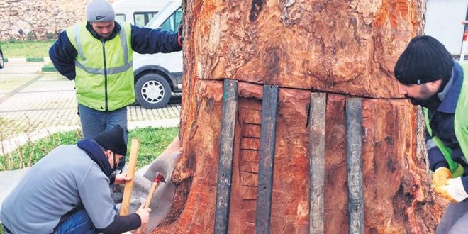 Tedavi ile hayata döndürülen ağaçlar yaşatılıyor