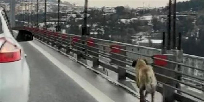 Köprüden geçen köpeğe güvenlik konvoyu