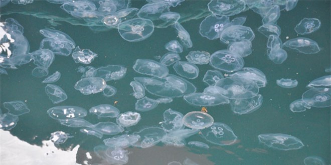 Antalya'da binlerce denizanas kyya vurdu