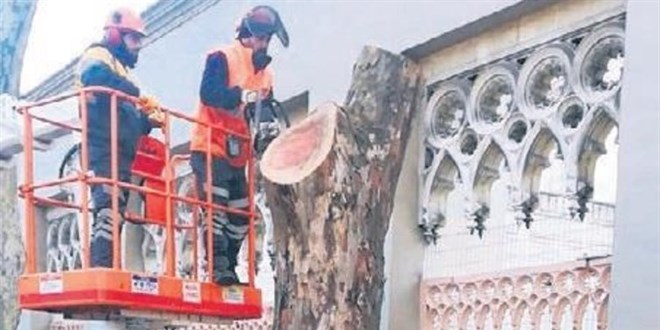 Asırlık çınarlar peyzaj şirketi kurbanı mı?