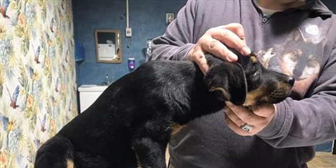 Mersin'de işkence edilip damdan atılan köpek yavrusunu polis sahiplenecek