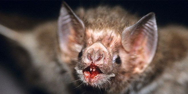 Bilim insanlar vampir yarasalarn hayatta kalmasnn srrn buldu