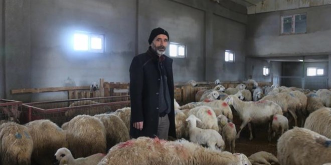 2 ay içinde 220 koyunu öldü, analiz yaptırınca şoke oldu!