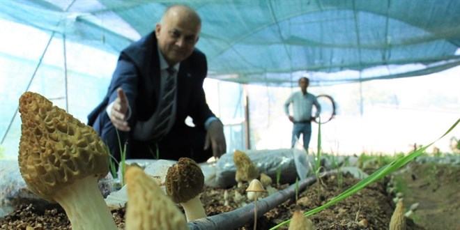 İlk defa üretimi yapıldı: Tazesi 400, kurusu 3 bin TL