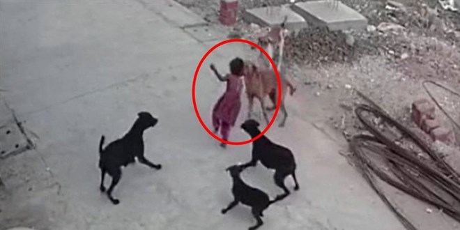 Bu hızla gidilirse, 10 yıl içinde kişi başına bir sokak köpeği düşecek!