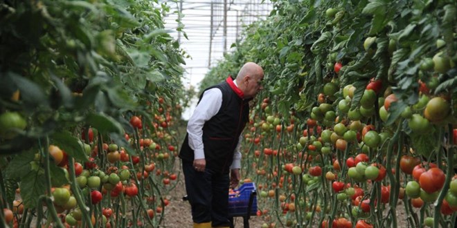 Bakan Kirici, Antalya'da sar izme giyip serada domates toplad