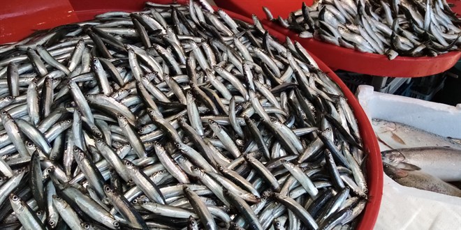 Av yasağı geldi, hamsinin fiyatı uçtu! Balık tezgahları cepleri yaktı