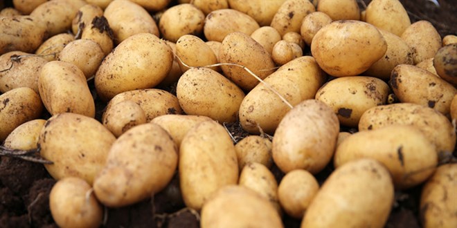 Patates krizi mi geliyor? Bakan Kirii aklad: 26 il karantinada